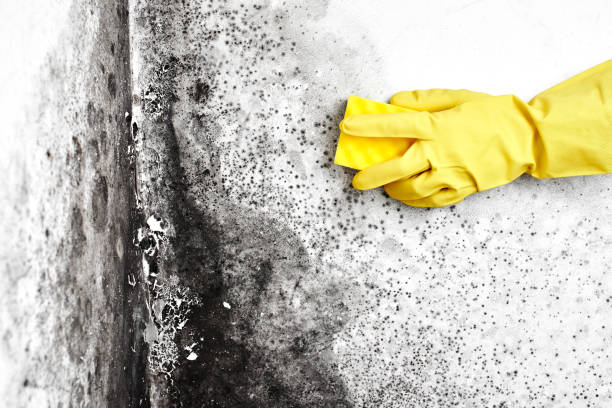 Best Attic Mold Removal  in Yuma, AZ