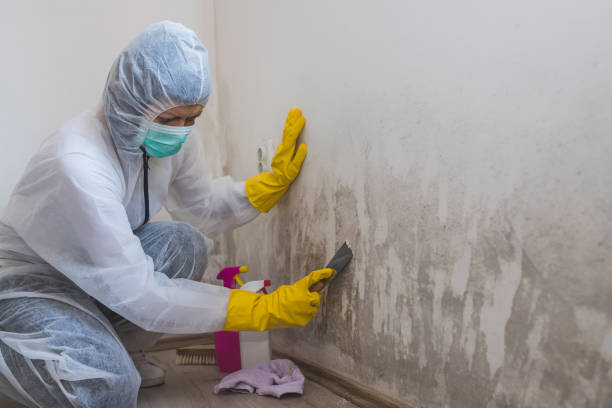 Trusted Yuma, AZ Mold Removal Experts