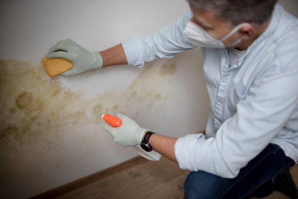 Best Attic Mold Removal  in Yuma, AZ
