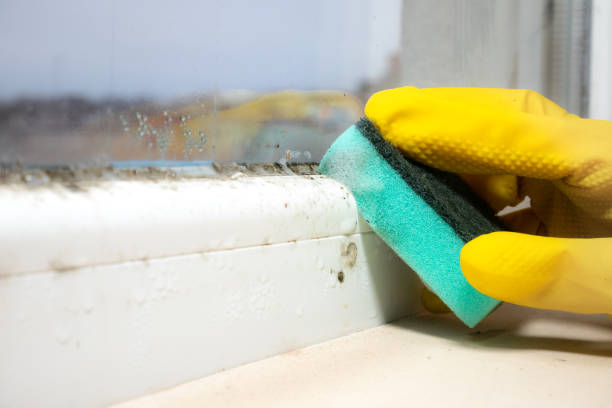 Trusted Yuma, AZ Mold Removal Experts