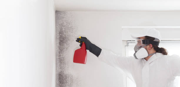 Best Mold Damage Repair  in Yuma, AZ