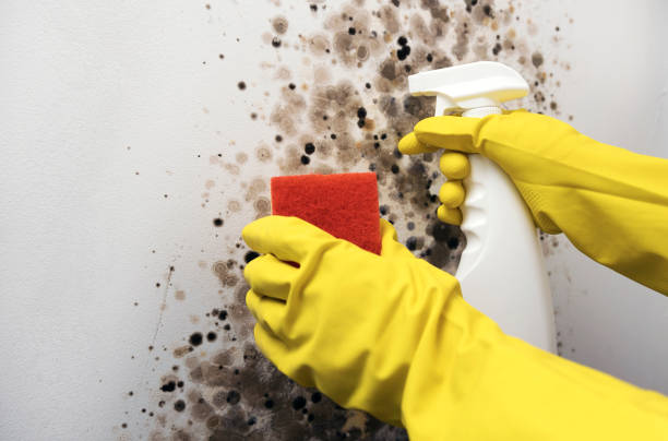Best Local Mold Removal Service  in Yuma, AZ