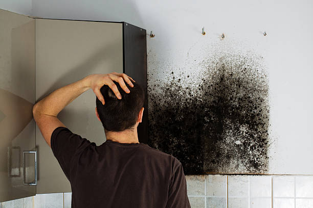 Best Mold Damage Repair  in Yuma, AZ