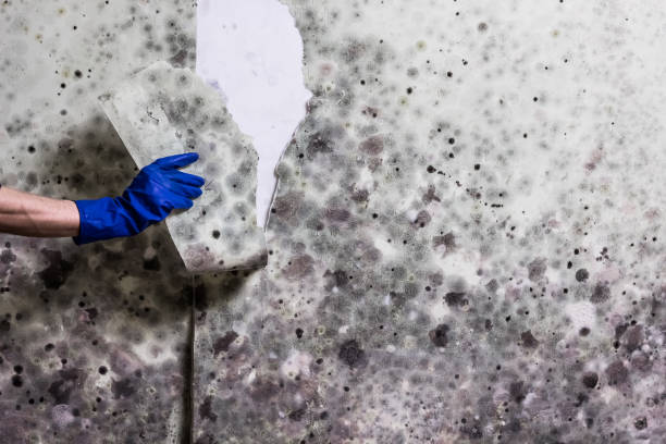 Best Affordable Mold Removal  in Yuma, AZ